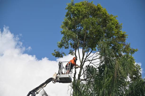 Best Tree Trimming and Pruning  in USA